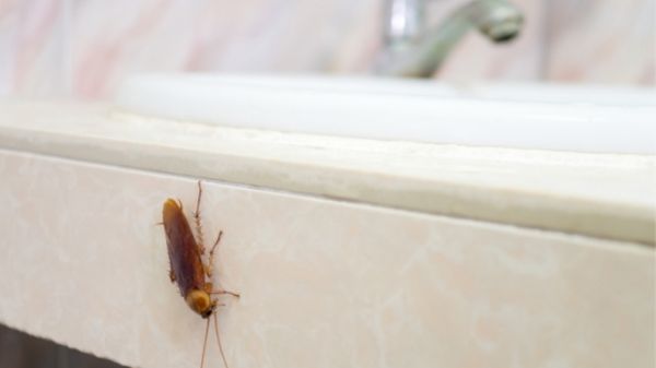 cockroach hiding in a bathroom