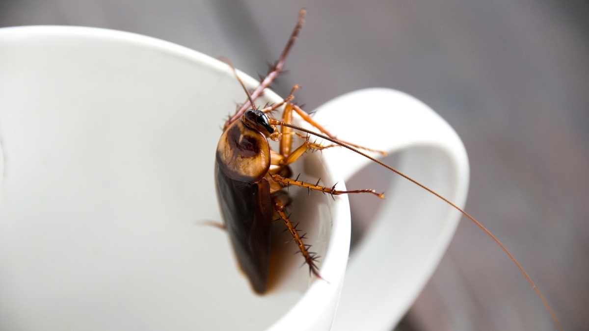 cockroach hiding in a cup