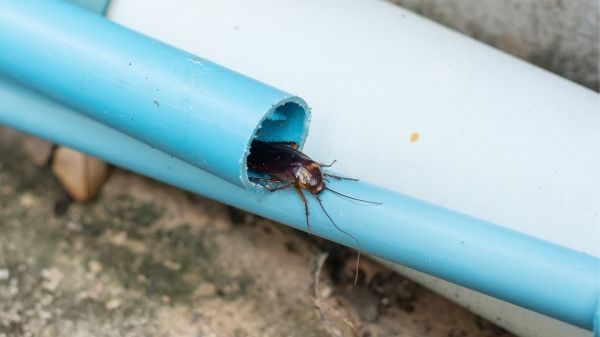 cockroach hiding in a pipe