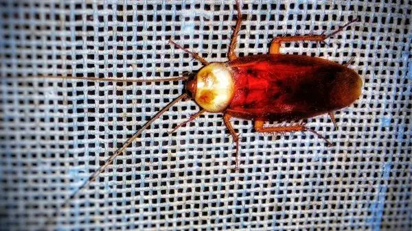 cockroach hiding on a piece of material