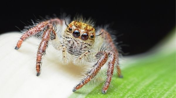 spider looking at camera