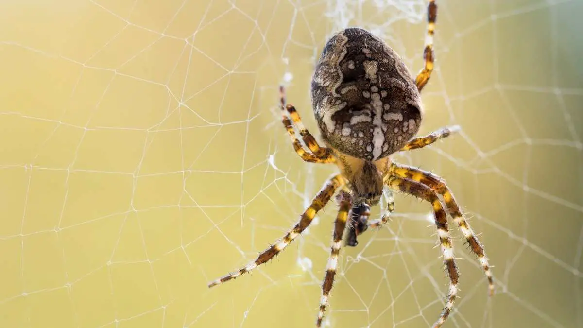 Does Bleach Kill Spiders? How Can I Use It For Spider Control?