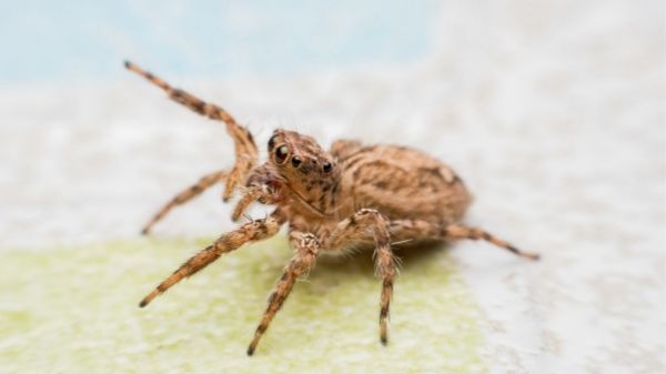 Does Bleach Kill Spiders? How Can I Use It For Spider Control?