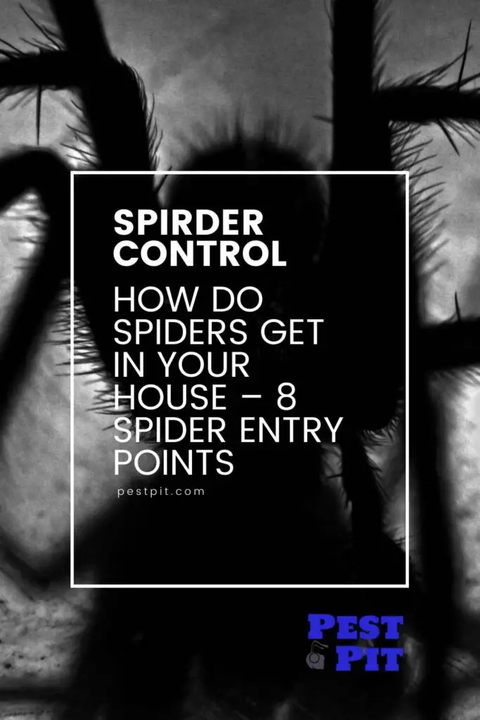 How Do Spiders Get In Your House? 8 Spider Entry Points Pest Pit