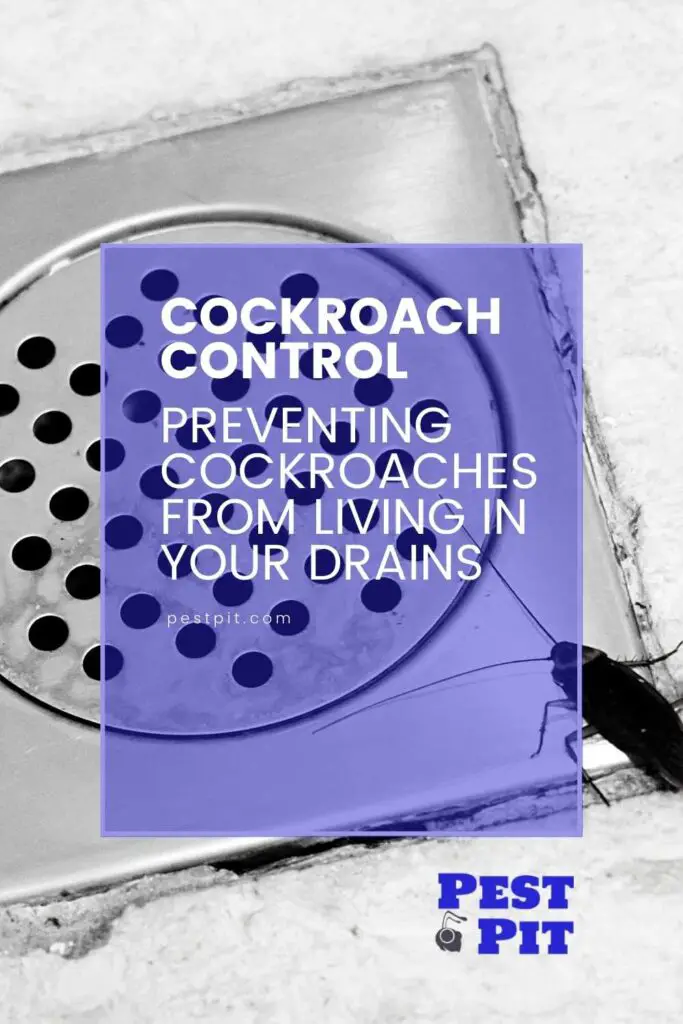 Preventing Cockroaches From Living In Your Drains