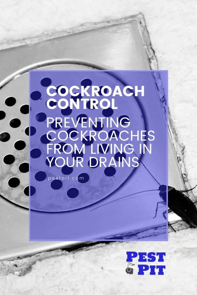 Preventing Cockroaches From Living In Your Drains Pest Pit