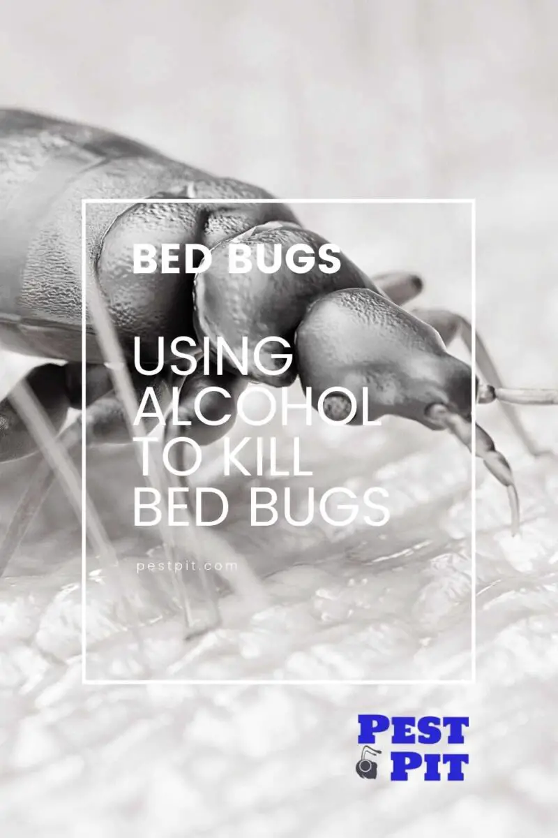 Using Alcohol To Kill Bed Bugs - Our Pest Control Guide - Pest Pit