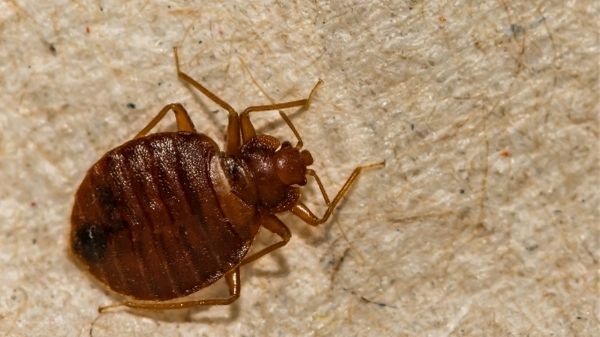 a bed bug close up