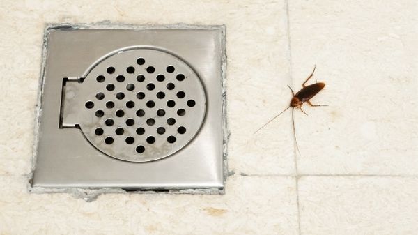 cockroach near a drain (1)