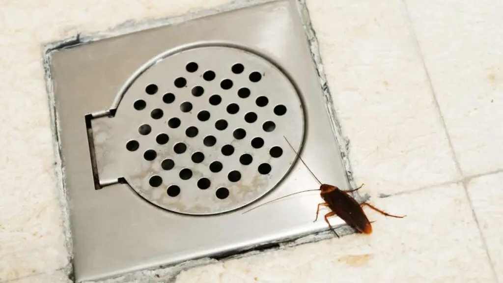 how to stop cockroaches from coming up drains