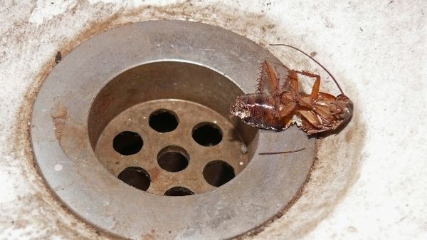 dead cockroach near a drain