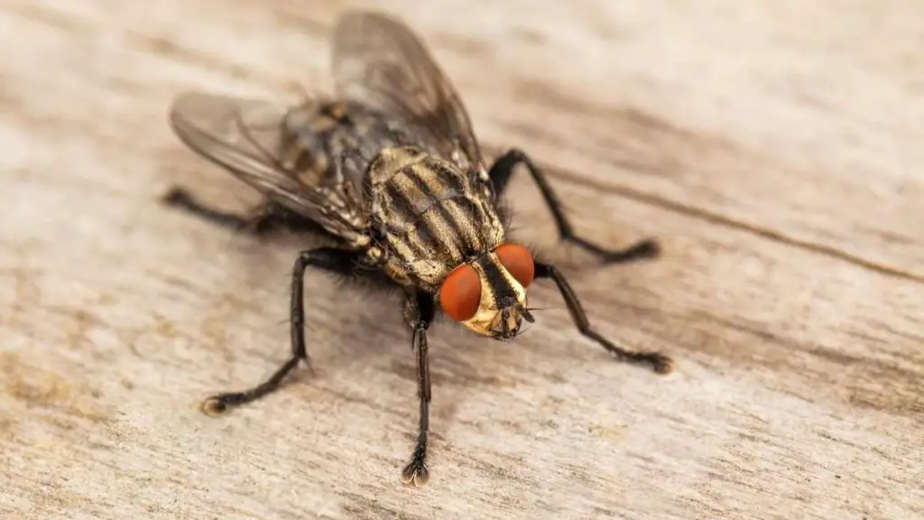 fly on a piece of wood in a house