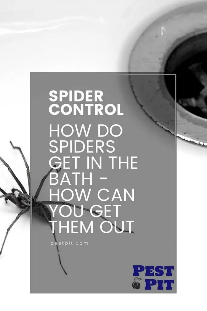 How Do Spiders Get In The Bath - How Can You Get Them Out