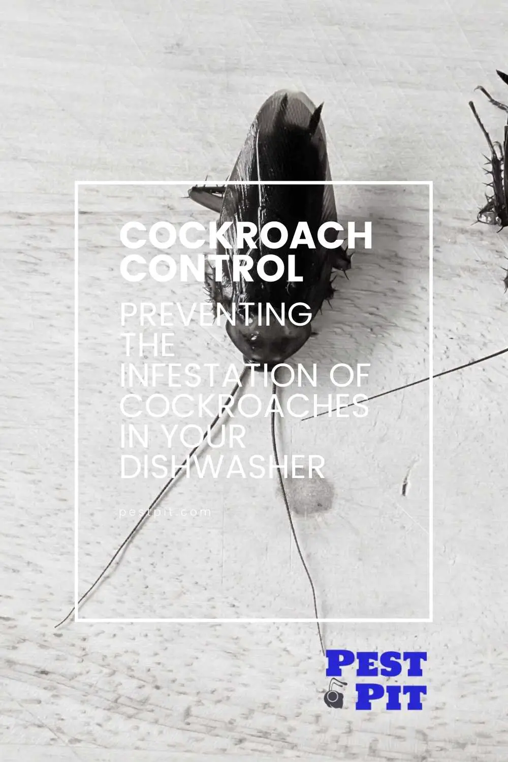 Preventing The Infestation Of Cockroaches In Your Dishwasher