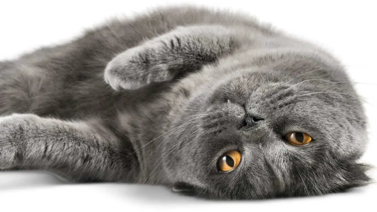 How Do Spiders Get In The Bath How Can You Get Them Out Pest Pit