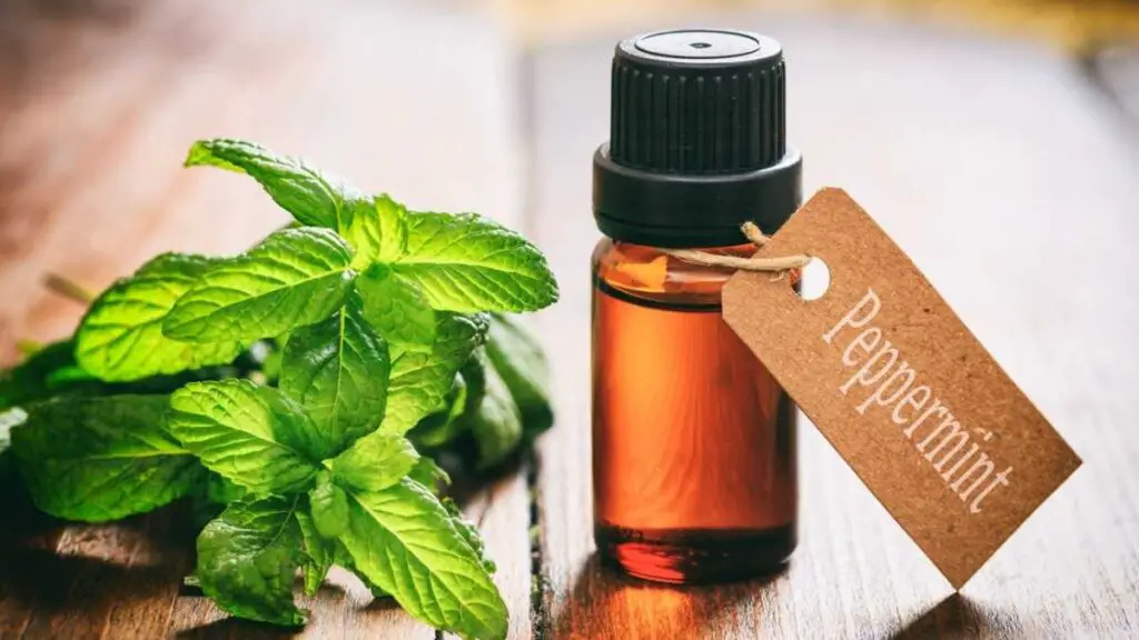 peppermint and oil