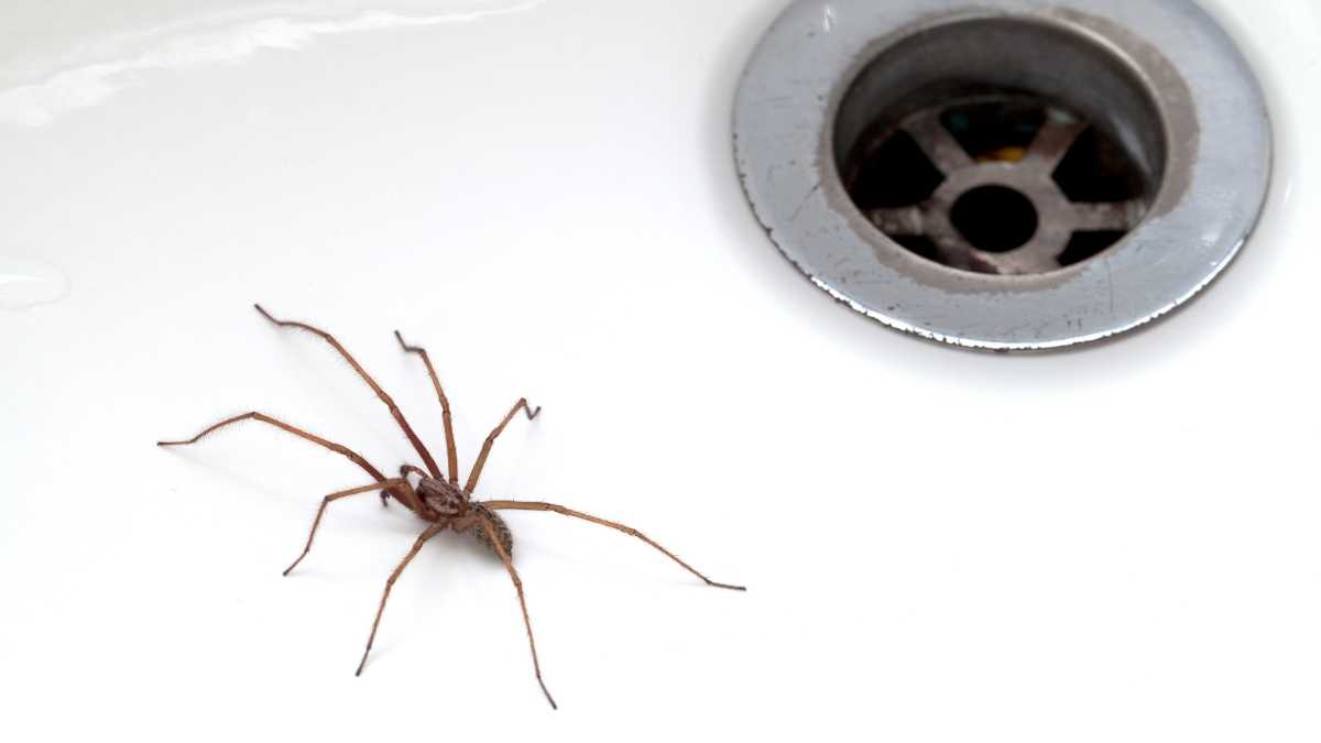 spider in a bath