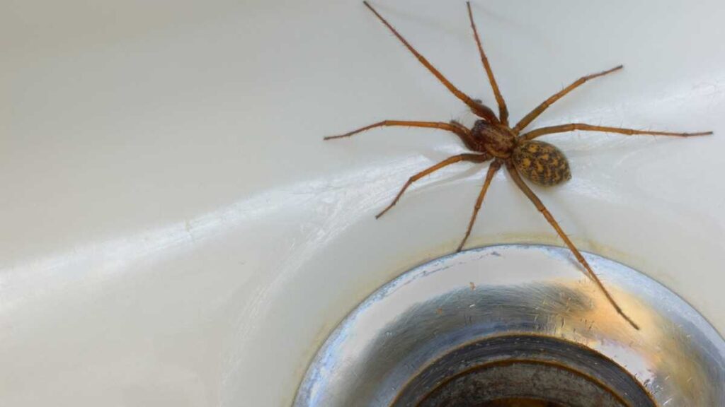 spider near bath plug