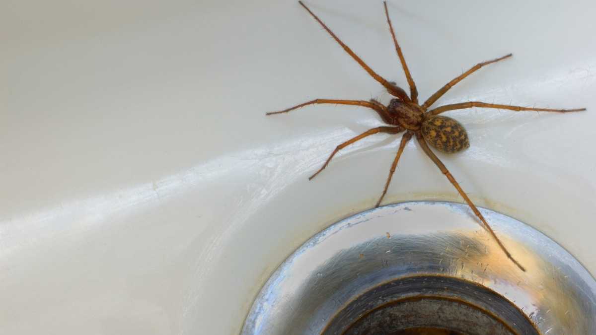 How Do Spiders Get In The Bath How Can You Get Them Out Pest Pit