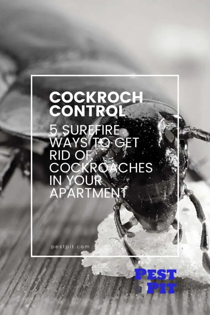 how to get rid of cockroaches in your apartment