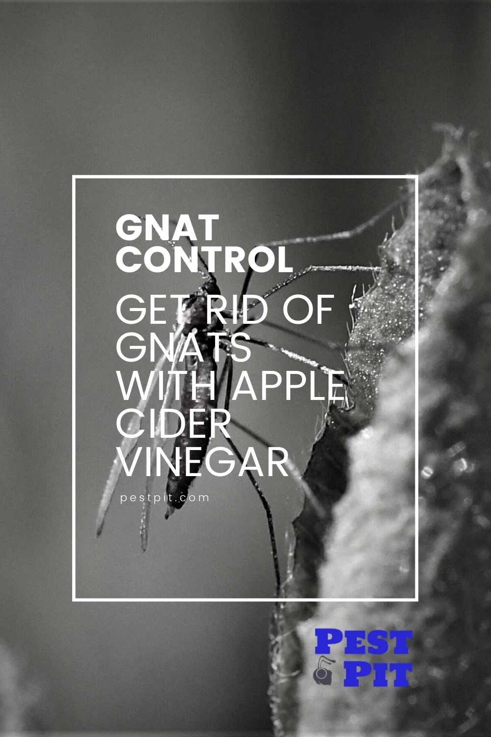 Get Rid of Gnats With Apple Cider Vinegar
