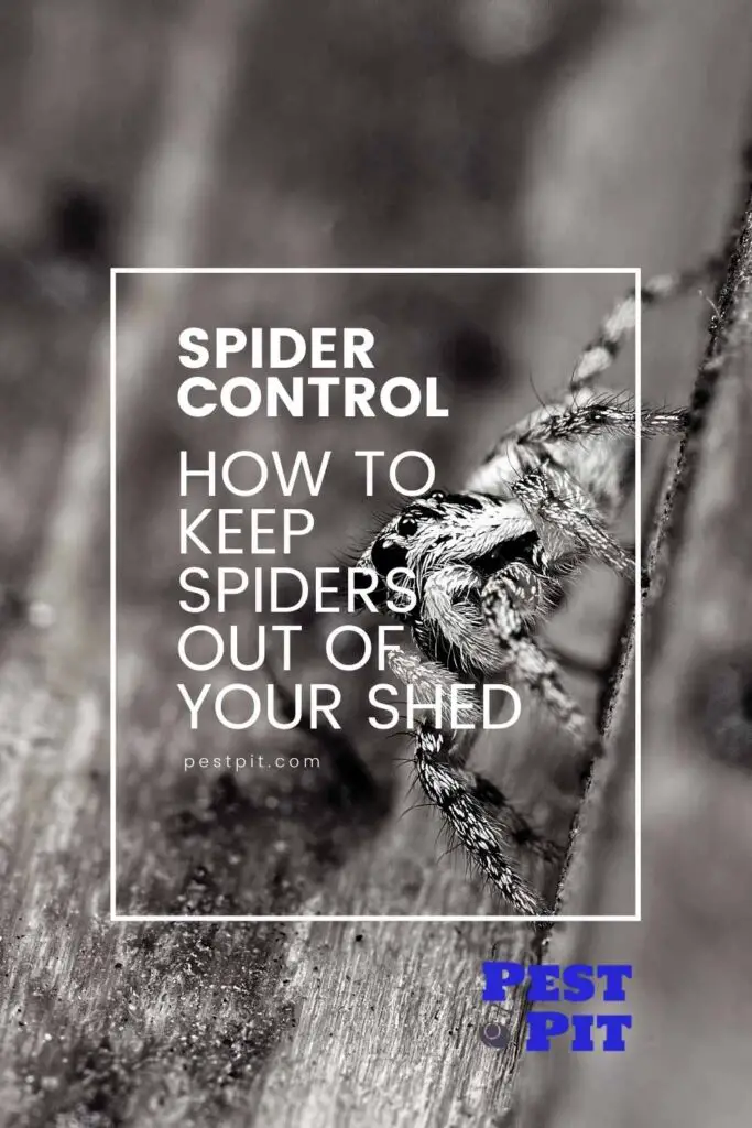 How To Keep Spiders Out Of Your Shed