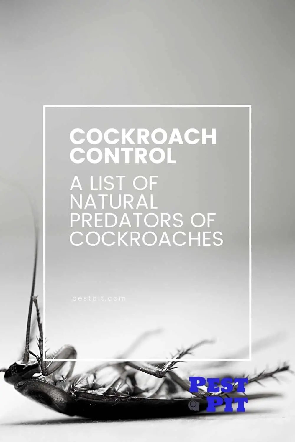 Natural Predators Of Cockroaches