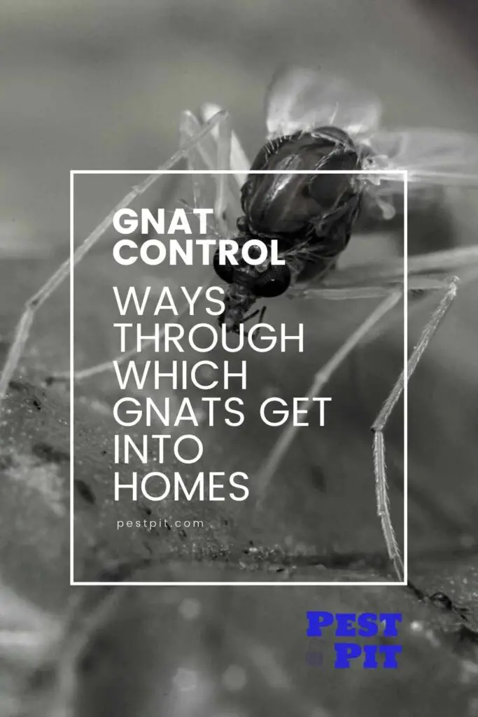 Ways Through Which Gnats Get into Homes