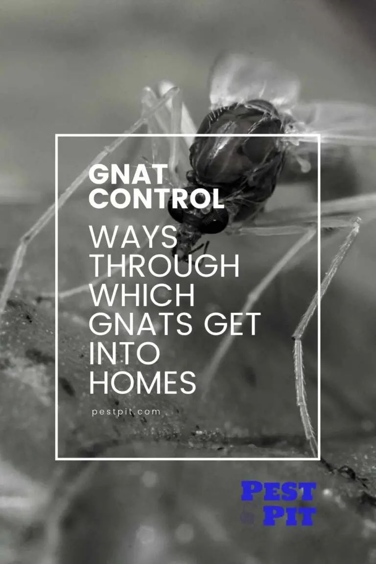 Gnat Entry Points 5 Ways Gnats Get Into Homes Pest Pit   Ways Through Which Gnats Get Into Homes 768x1152 