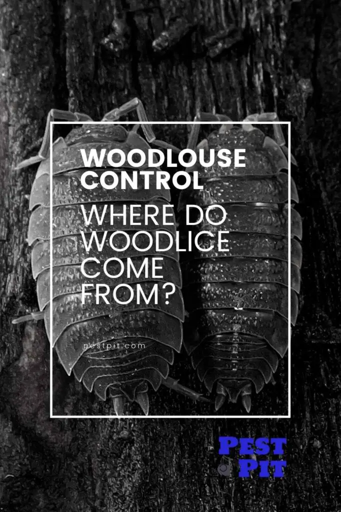 Where Do Woodlice Come From (1)