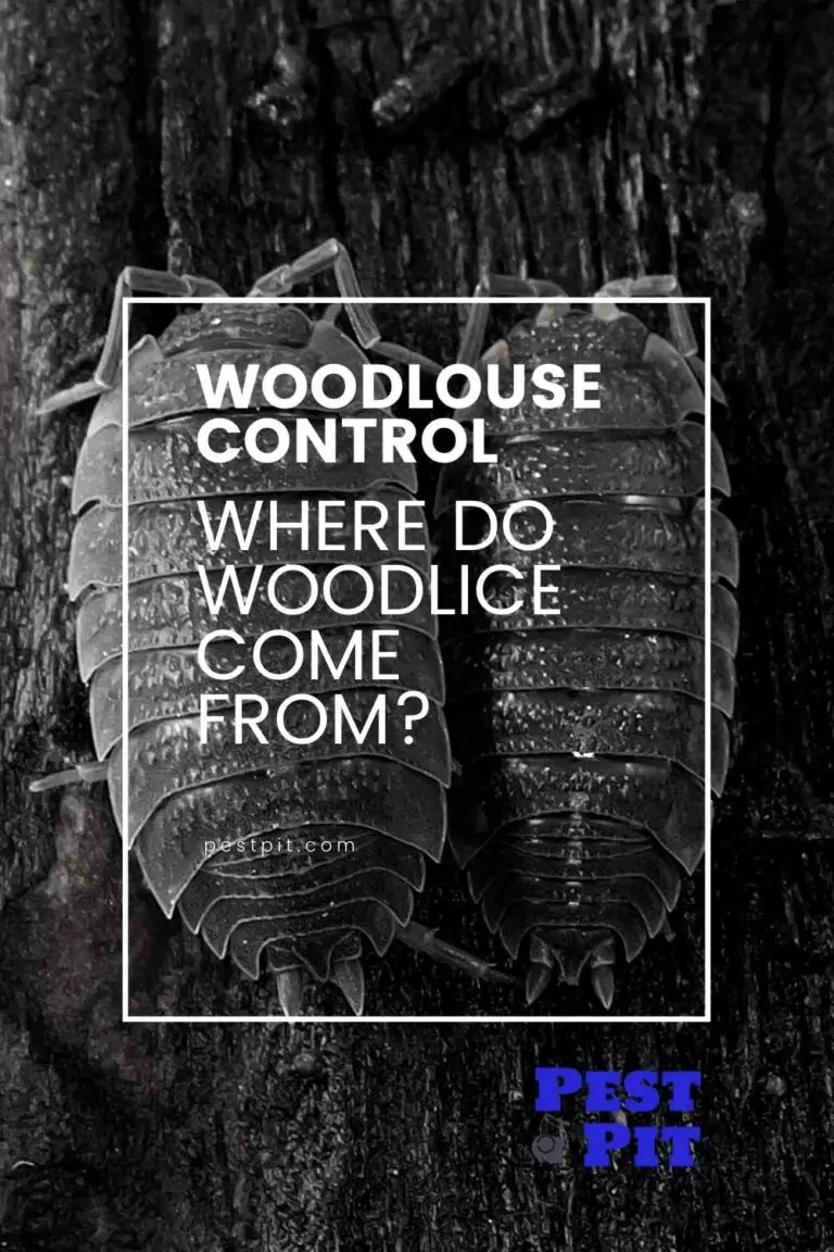 Where Do Woodlice Come From? A Complete Guide Pest Pit