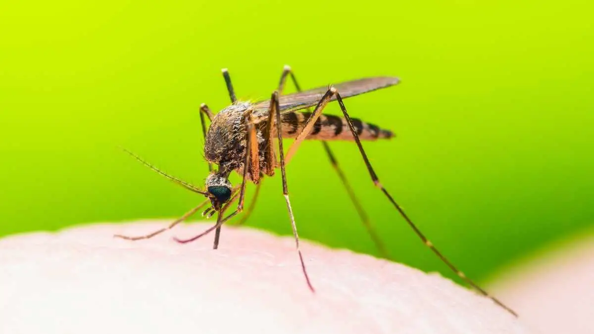 close up mosquito biting through skin