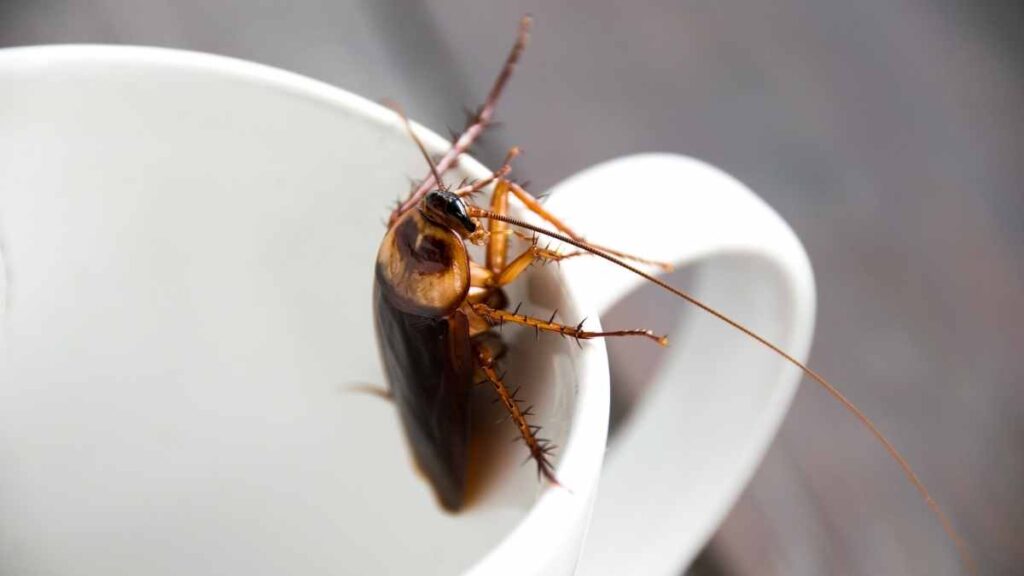 cockroach in cup