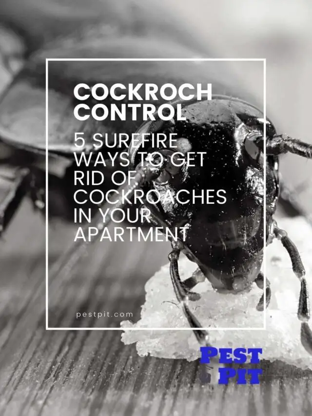 5 Surefire Ways To Get Rid Of Cockroaches In Your Apartment