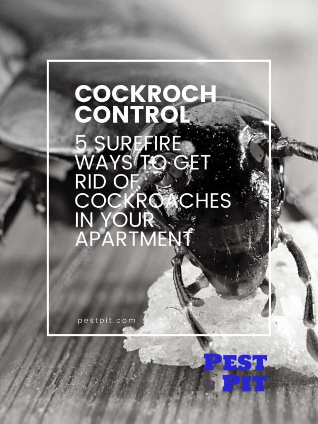cropped-5-Surefire-Ways-to-Get-Rid-of-Cockroaches-in-Your-Apartment.jpg