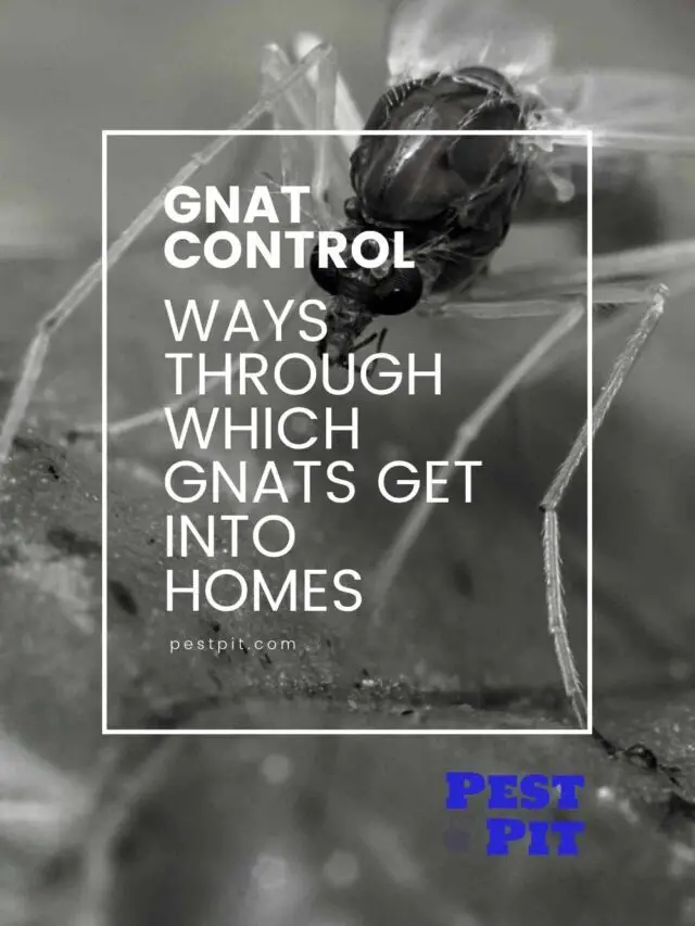 Gnat Entry Points – 5 Ways Gnats Get Into Homes