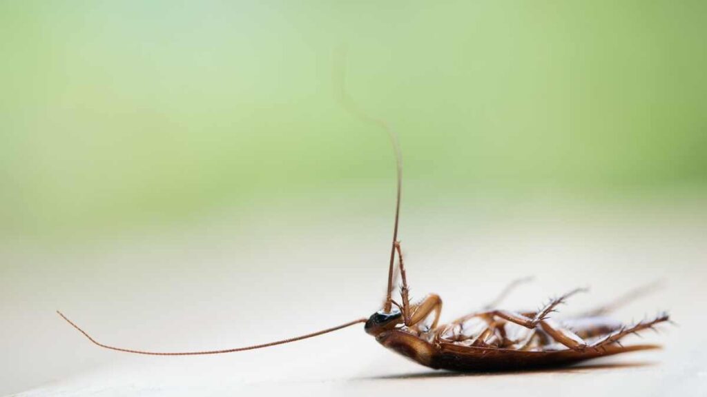 11 Insects that Look Like Cockroaches But Aren’t (Make No Mistake ...