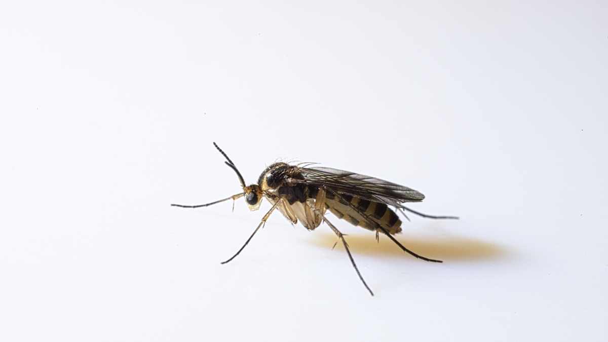 Gnat Entry Points 5 Ways Gnats Get Into Homes Pest Pit   Gnat On White Background 