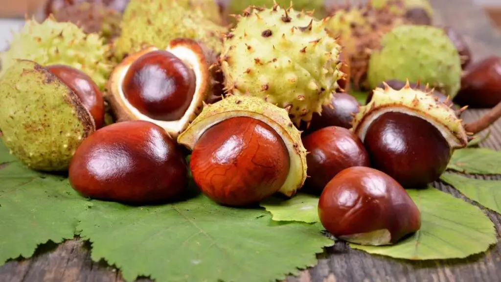 horse chestnuts