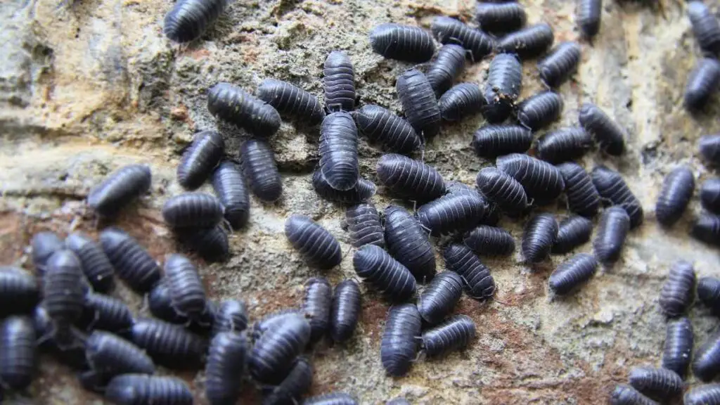 lots of woodlice
