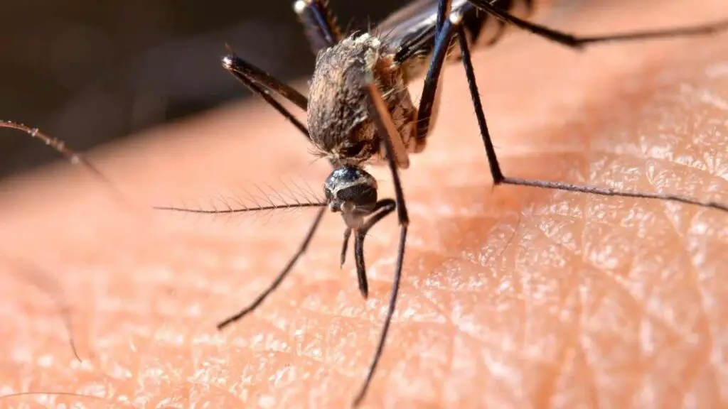 mosquito biting through skin