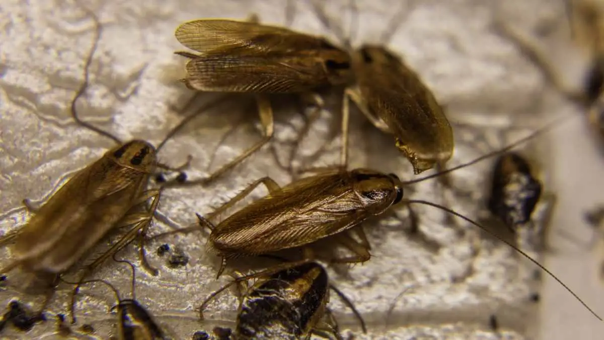 5 Surefire Ways To Get Rid Of Cockroaches In Your Apartment Pest Pit