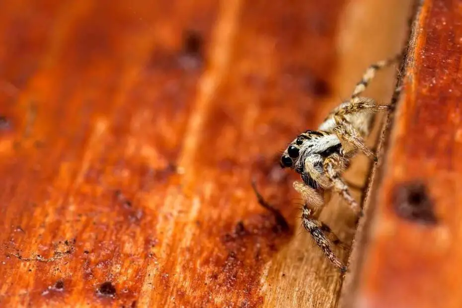 How To Keep Spiders Out Of Your Shed Pest Pit