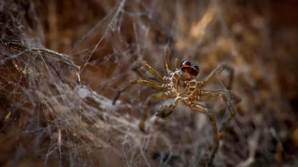 spider in the shed in web