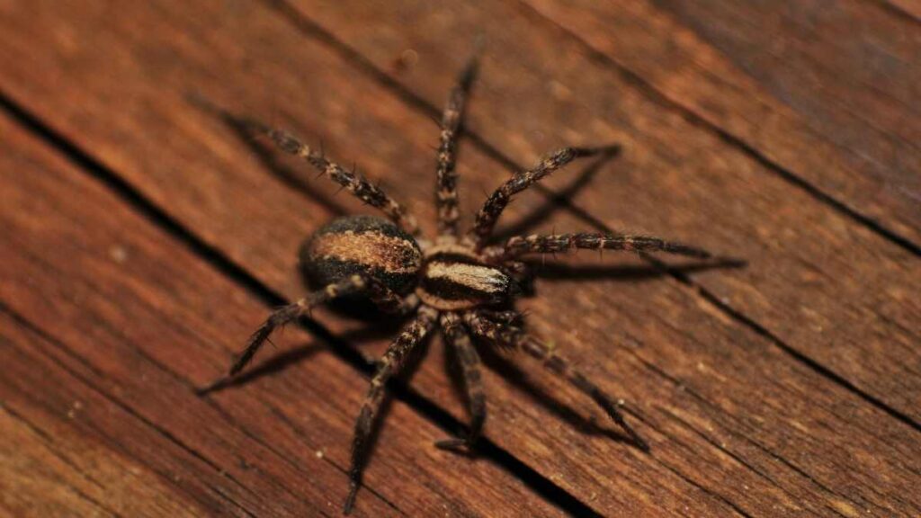 spider on floorboards