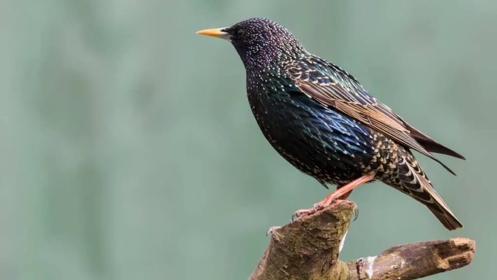 starling