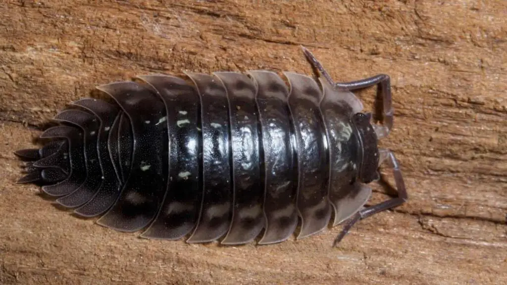 woodlice