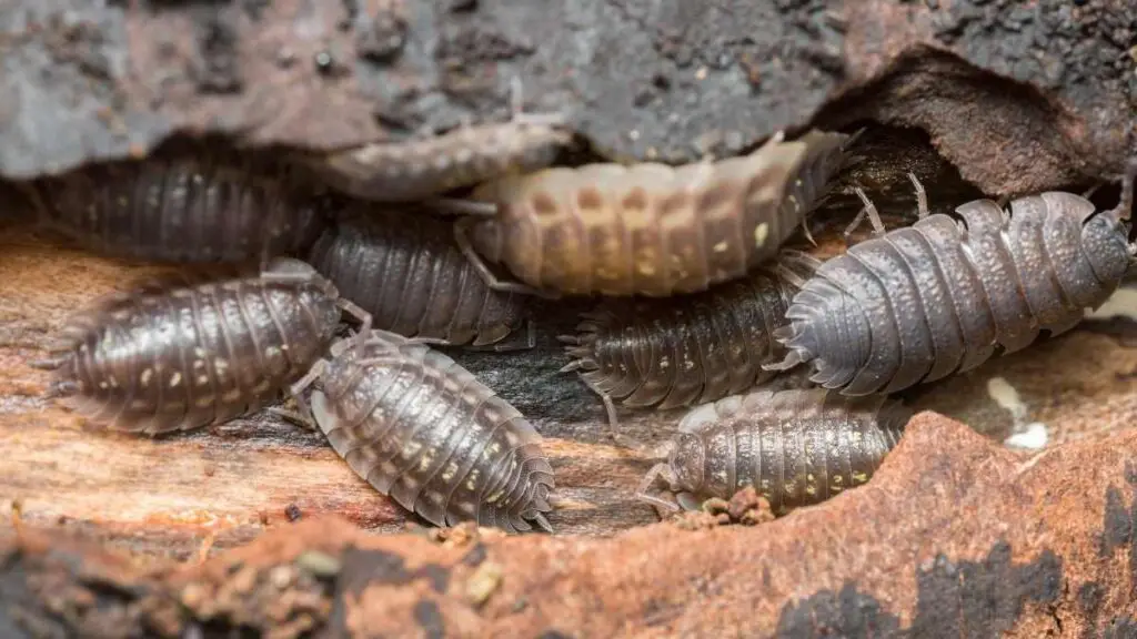 woodlice under rock on wood