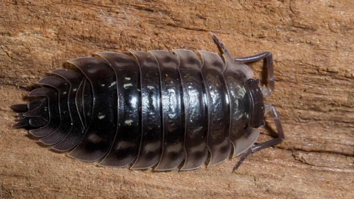 Where Do Woodlice Come From? A Complete Guide - Pest Pit