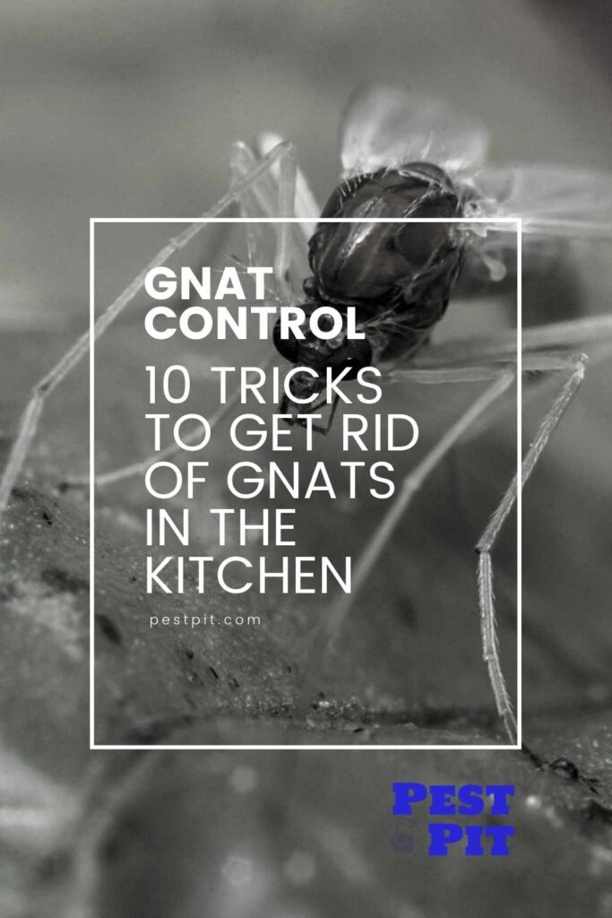 10 Tricks To Get Rid Of Gnats In The Kitchen